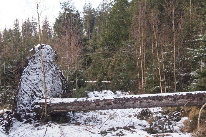 nie-wszystkie-drzewa-umieraja-stojac-foto-73223