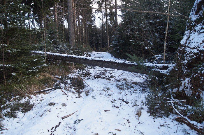 nie-wszystkie-drzewa-umieraja-stojac-foto-73223