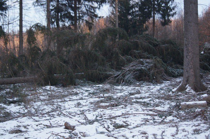 nie-wszystkie-drzewa-umieraja-stojac-foto-73223