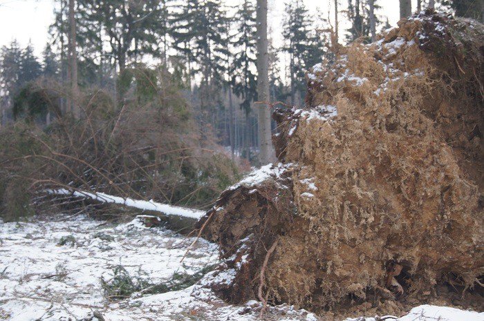 nie-wszystkie-drzewa-umieraja-stojac-foto-73223