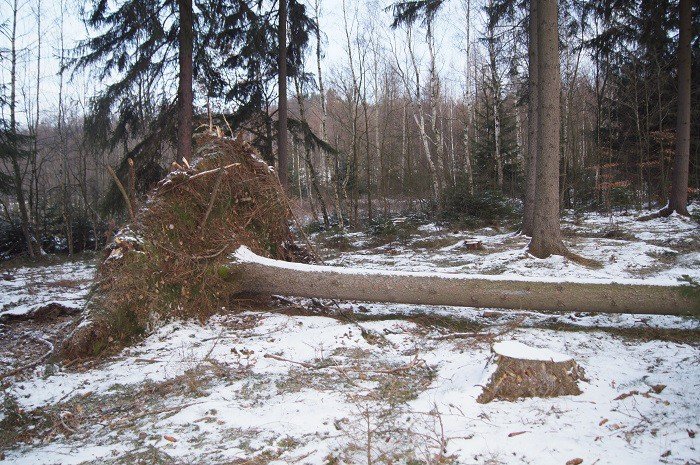 nie-wszystkie-drzewa-umieraja-stojac-foto-73223