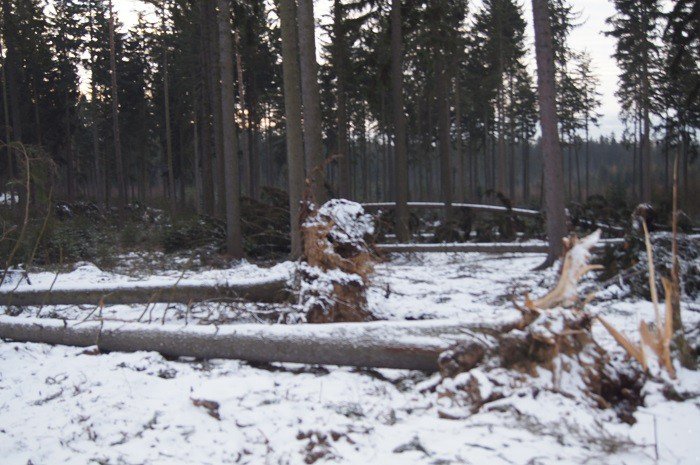 nie-wszystkie-drzewa-umieraja-stojac-foto-73223