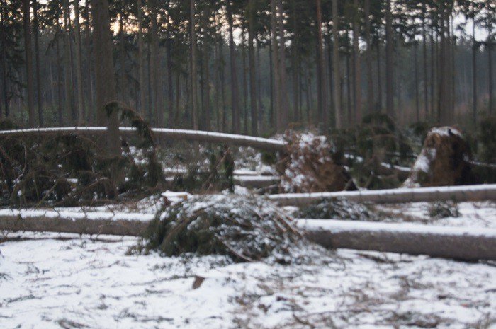 nie-wszystkie-drzewa-umieraja-stojac-foto-73223