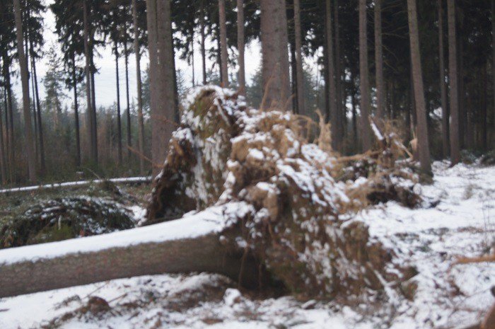 nie-wszystkie-drzewa-umieraja-stojac-foto-73223