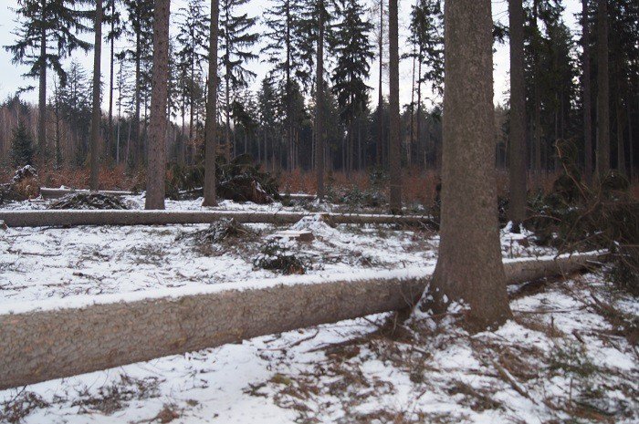 nie-wszystkie-drzewa-umieraja-stojac-foto-73223