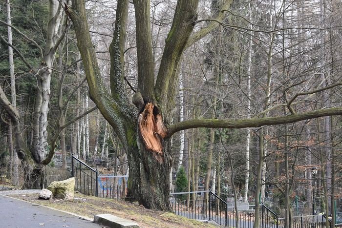 czytelnik-opuszczony-park-na-wzgorzu-kosciuszki-foto-73268