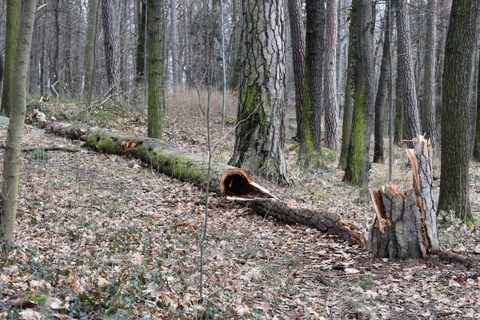 czytelnik-opuszczony-park-na-wzgorzu-kosciuszki-foto-73268