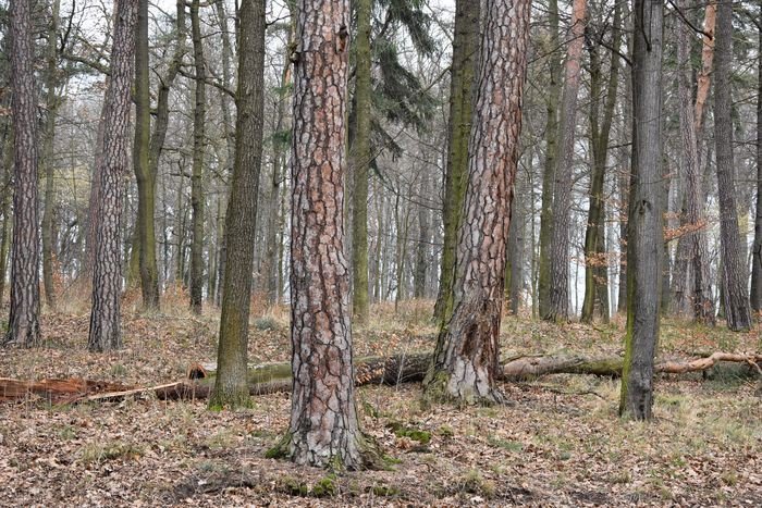czytelnik-opuszczony-park-na-wzgorzu-kosciuszki-foto-73268