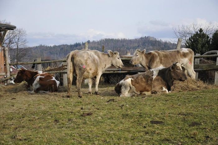 zaniedbane-krowy-zabrane-w-podgorzynie-foto-73394