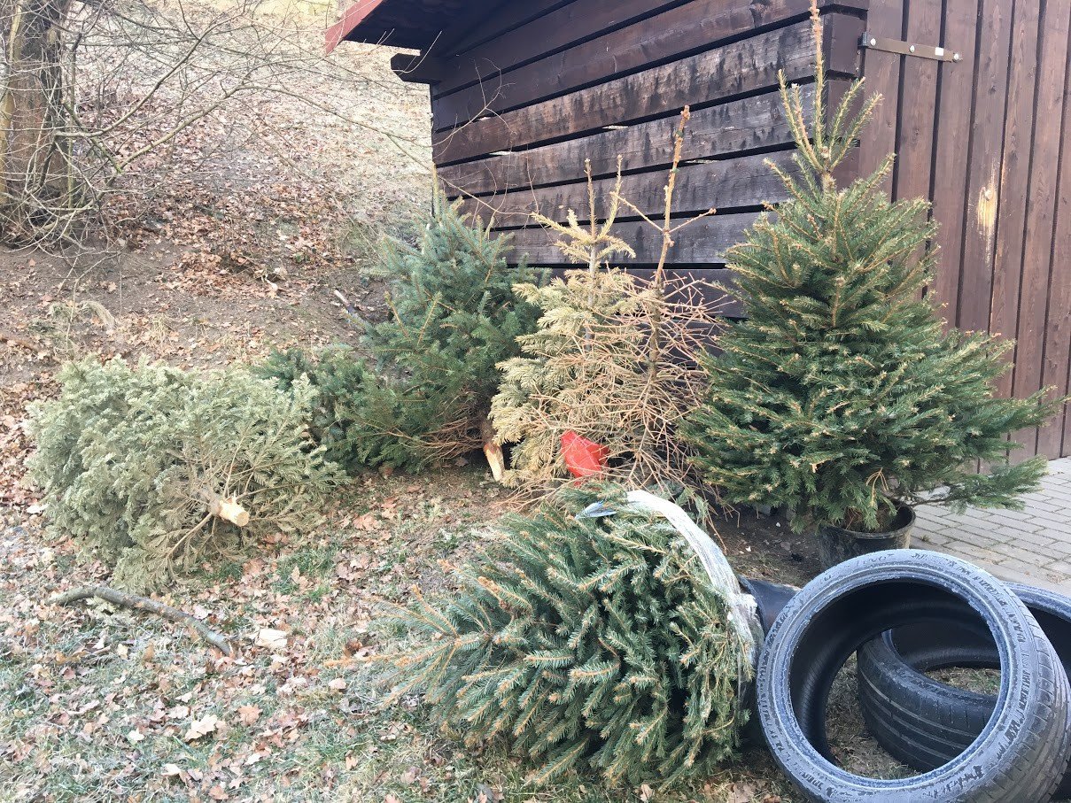 zapomnieli-wywiezc-swiateczne-choinki-foto-73664