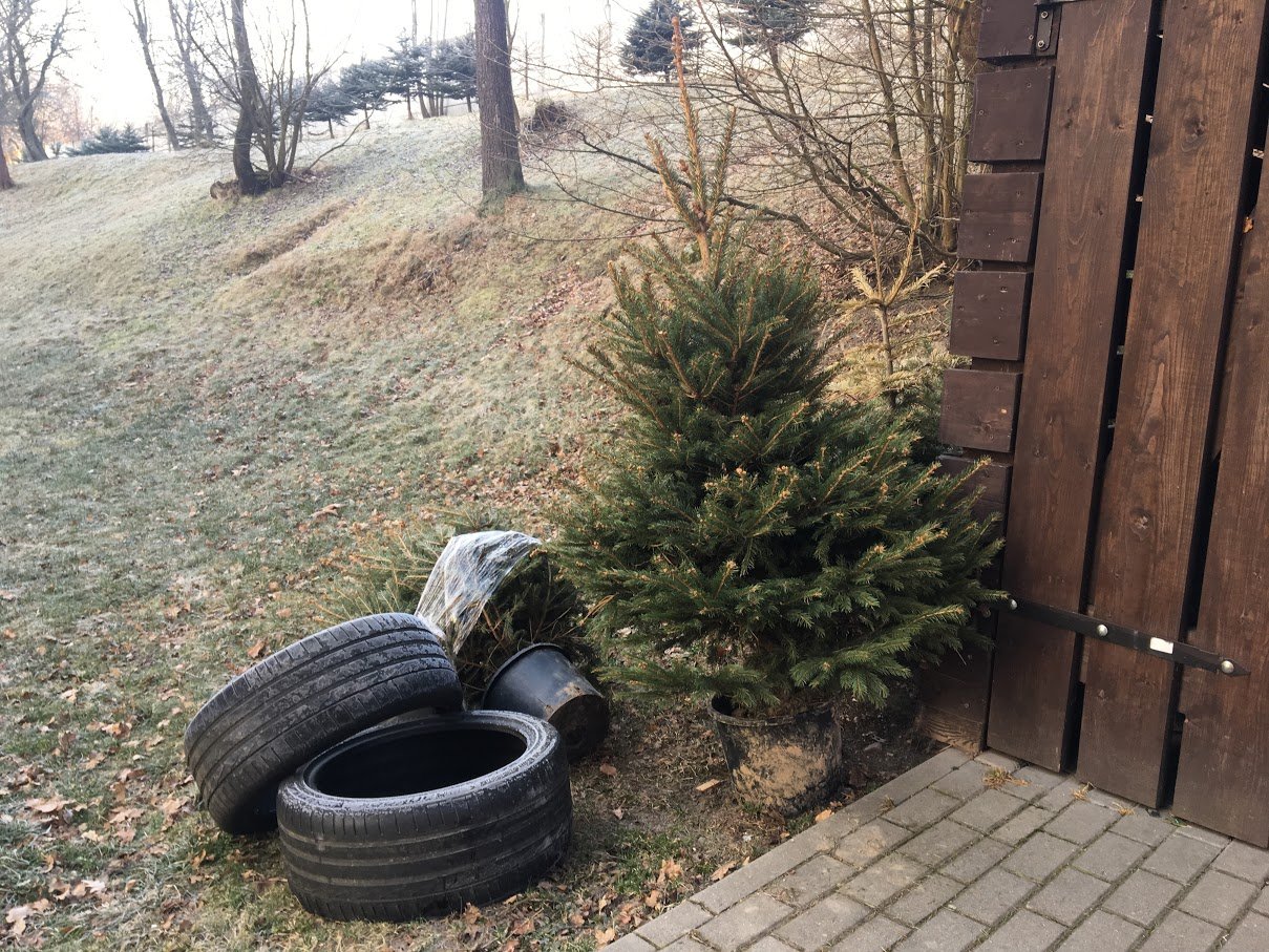 zapomnieli-wywiezc-swiateczne-choinki-foto-73664