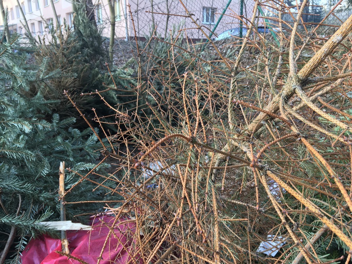 zapomnieli-wywiezc-swiateczne-choinki-foto-73664