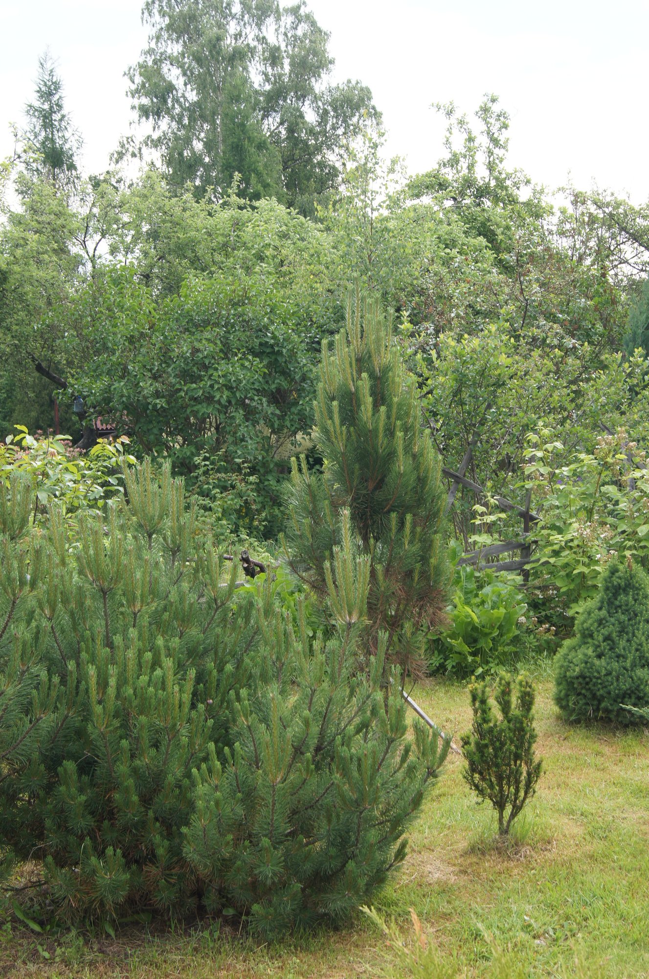 zielone-puca-jeleniej-gory-foto-73709