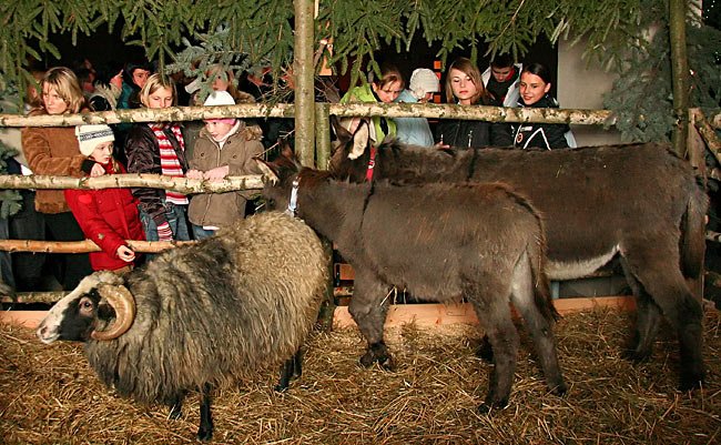 przybiezeli-na-pasterke-7386