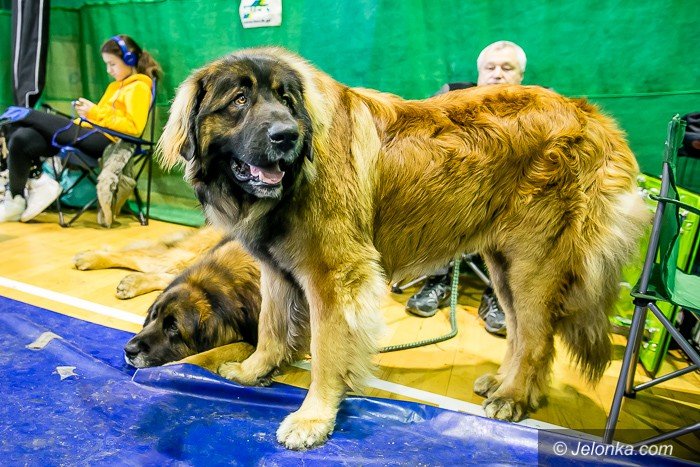 trwa-wystawa-psow-rasowych-foto-73983