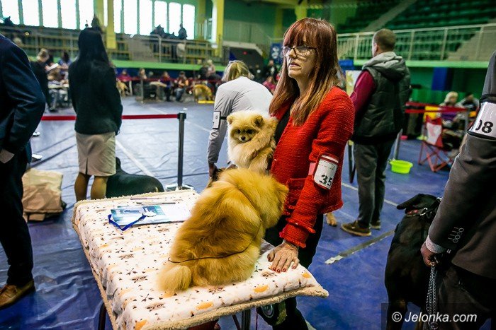 trwa-wystawa-psow-rasowych-foto-73983