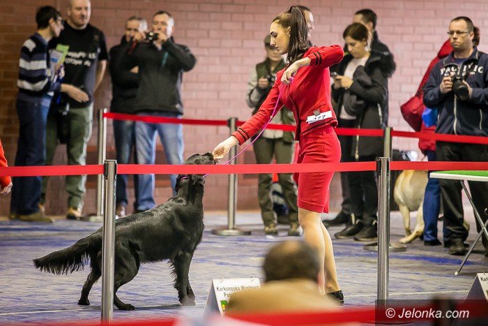 trwa-wystawa-psow-rasowych-foto-73983
