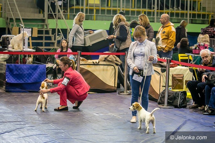 trwa-wystawa-psow-rasowych-foto-73983