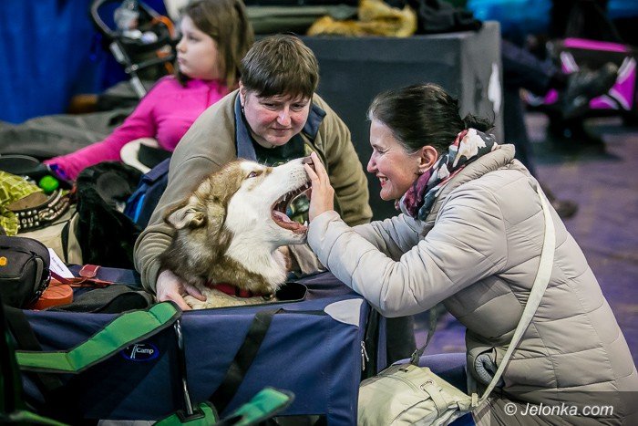 trwa-wystawa-psow-rasowych-foto-73983