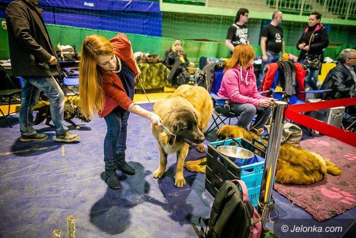 trwa-wystawa-psow-rasowych-foto-73983