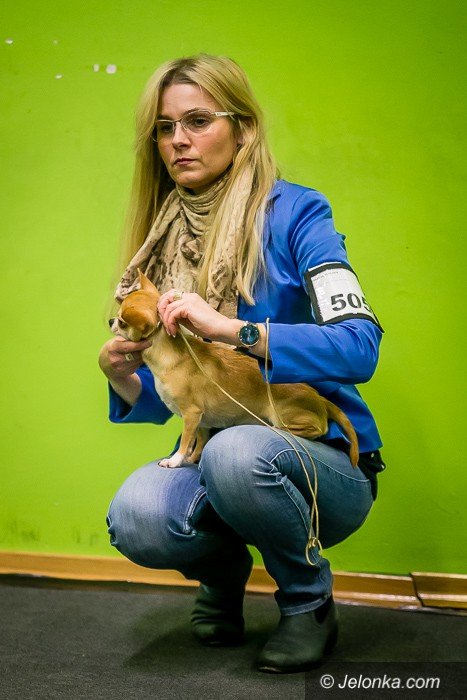 trwa-wystawa-psow-rasowych-foto-73983