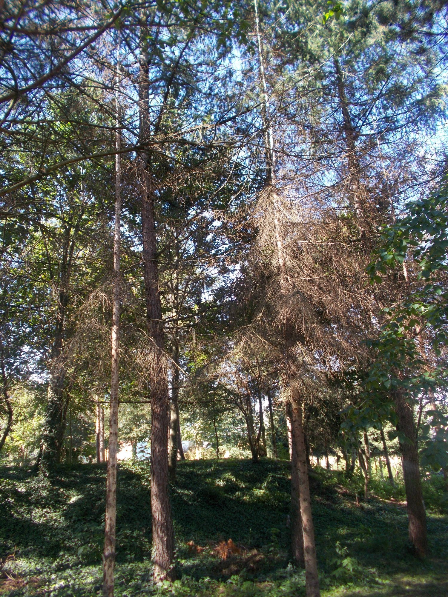 chore-drzewa-trzeba-wyciac-foto-74019