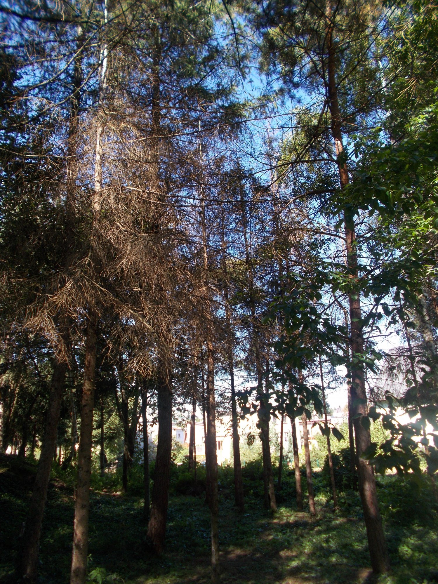 chore-drzewa-trzeba-wyciac-foto-74019