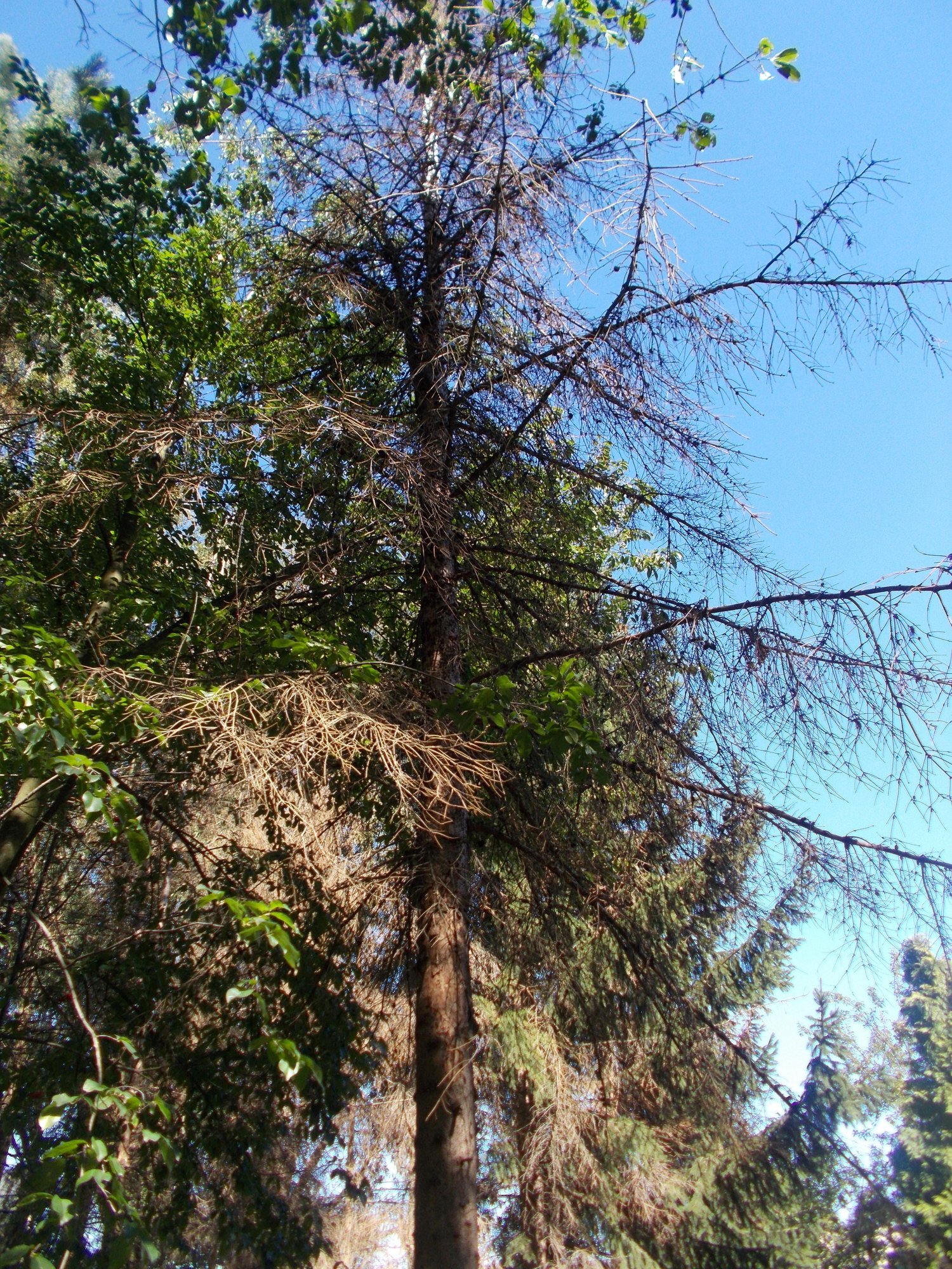 chore-drzewa-trzeba-wyciac-foto-74019