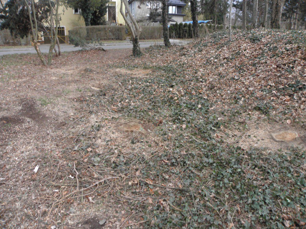 kontrowersje-woko-wycinki-drzew-foto-74231
