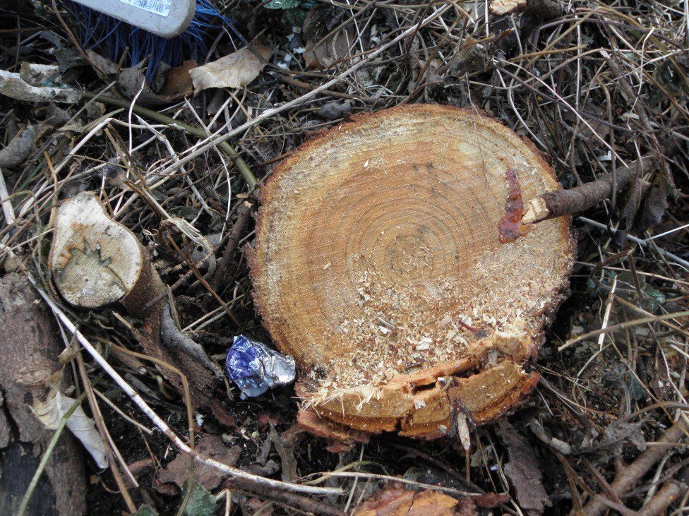 kontrowersje-woko-wycinki-drzew-foto-74231