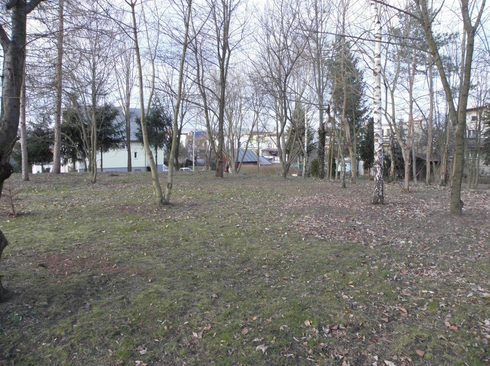 kontrowersje-woko-wycinki-drzew-foto-74231