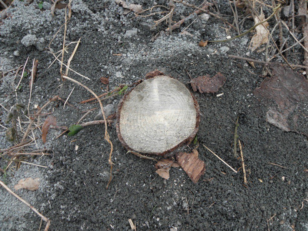 kontrowersje-woko-wycinki-drzew-foto-74231