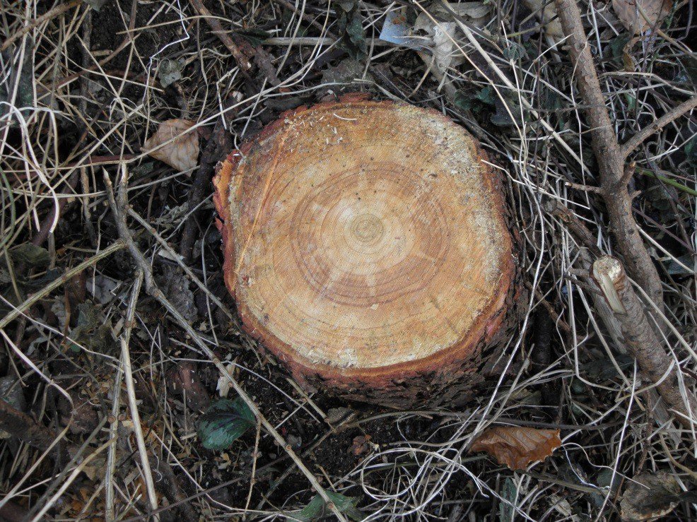 kontrowersje-woko-wycinki-drzew-foto-74231