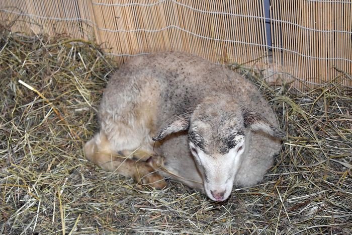 dni-baby-wielkanocnej-na-ludowo-foto-74266