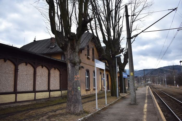 czytelnik-niebezpieczne-drzewa-na-peronie-foto-74392
