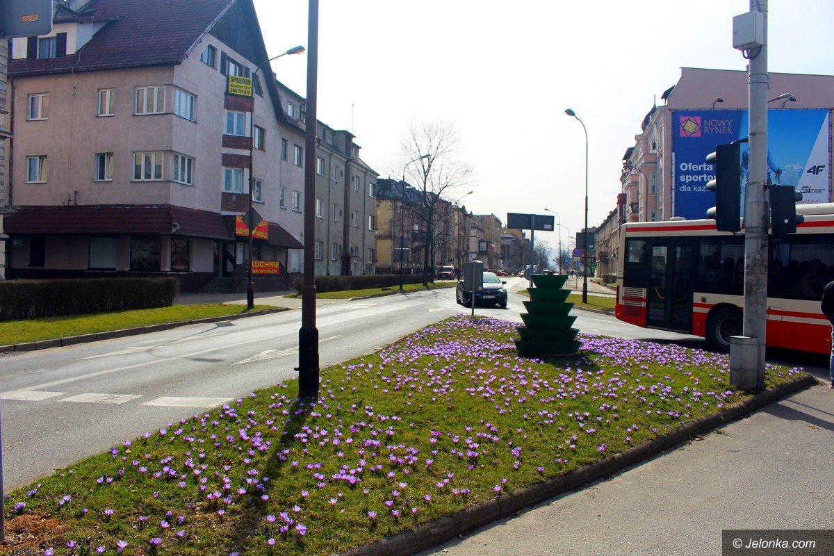 tysiace-kwiatow-ozdobi-jelenia-gore-foto-74448