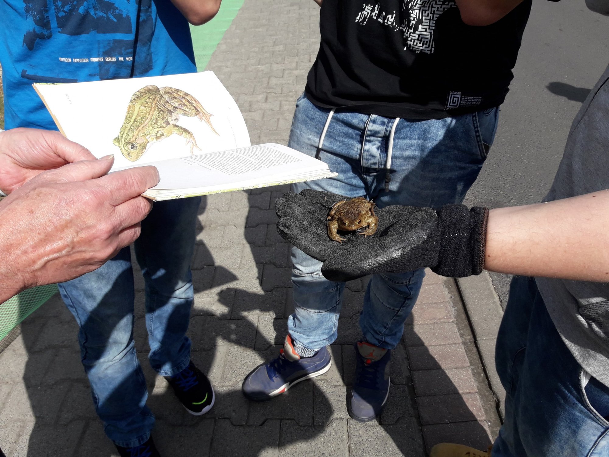uczniowie-ratuja-zaby-na-czarnym-foto-74583