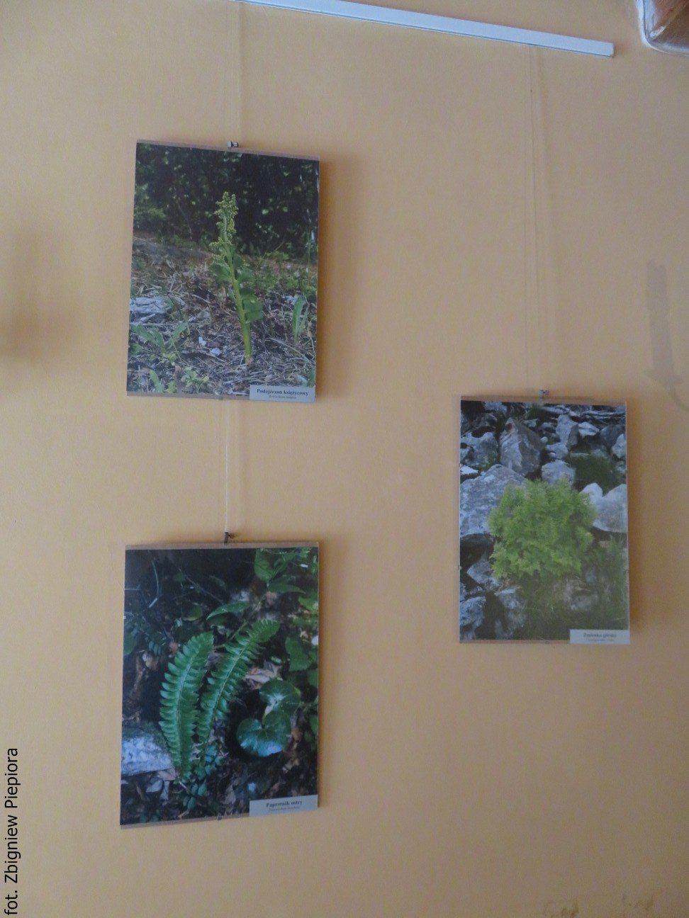 o-roslinach-chronionych-sudetow-w-kowarach-foto-74680