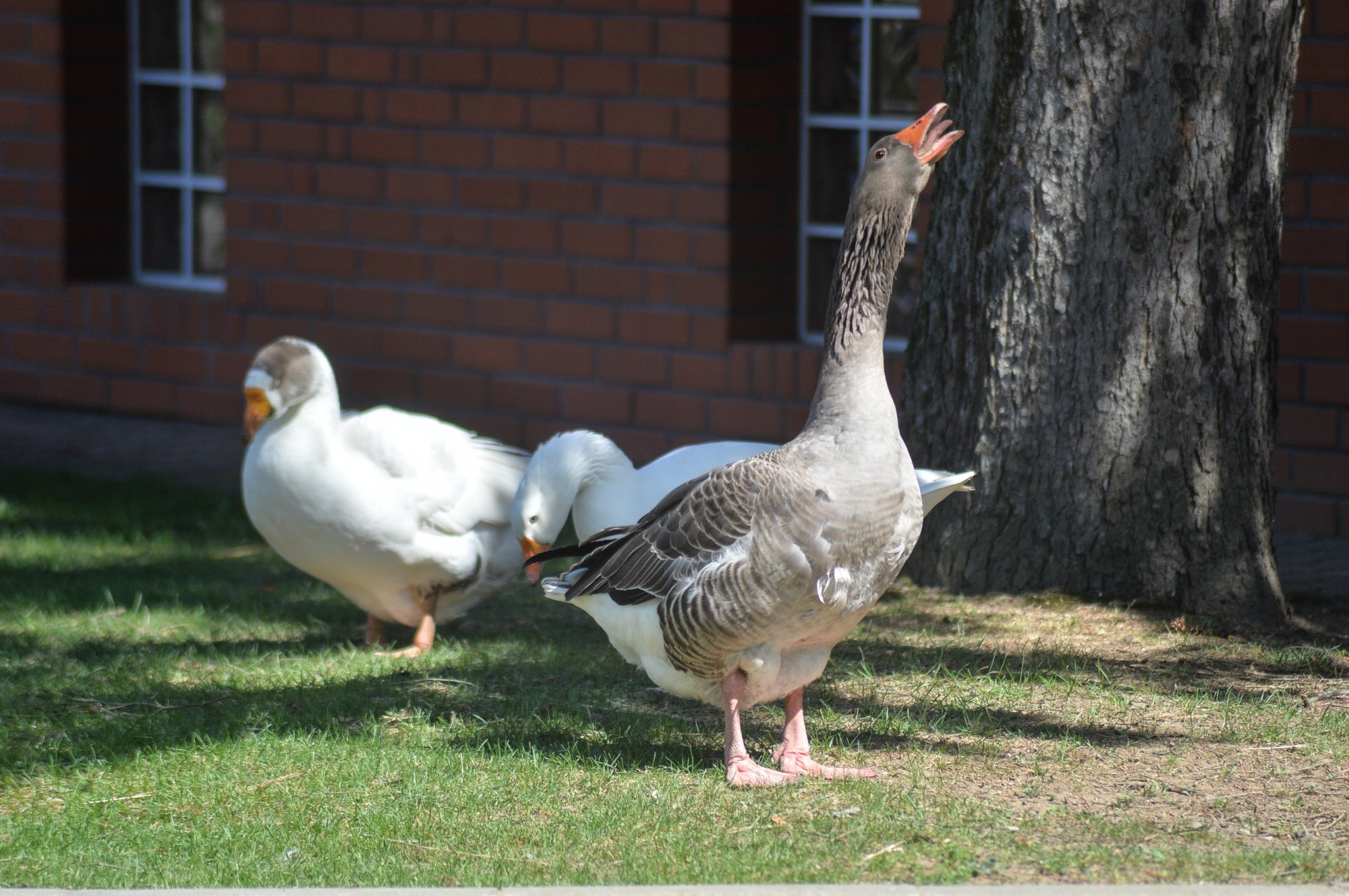 zwierzyniec-uniwersytecki-foto-74954