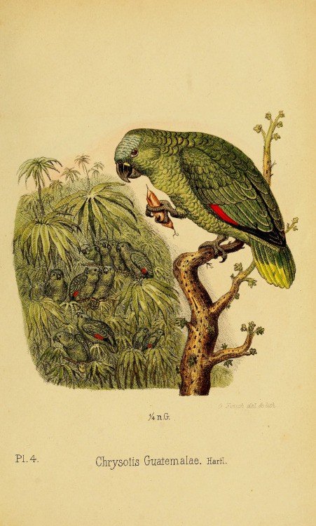 Rysunek Finscha