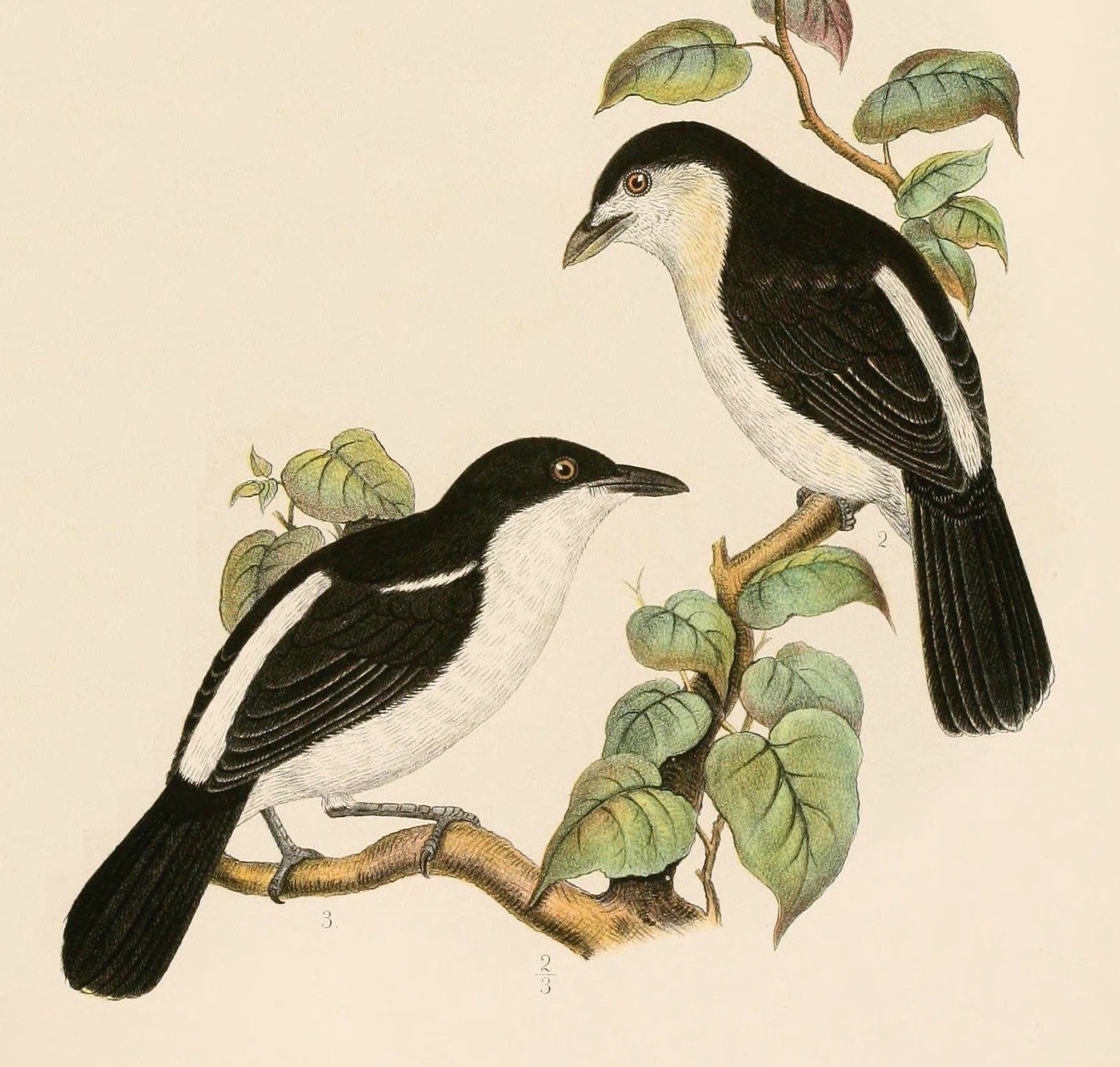 Rysunek Finscha