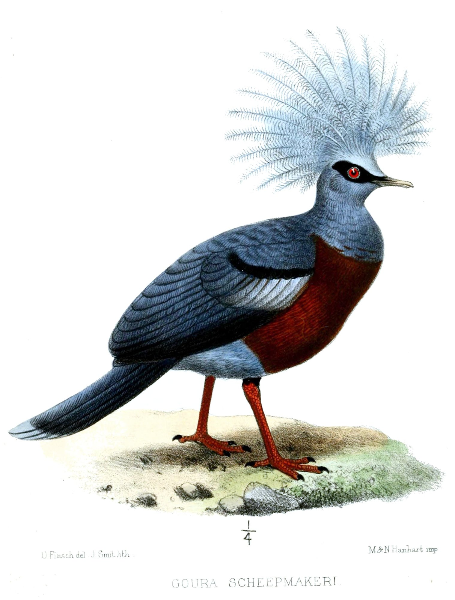 Rysunek Finscha