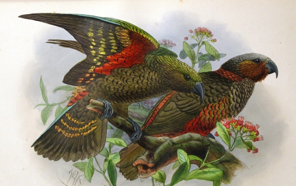 Rysunek Finscha