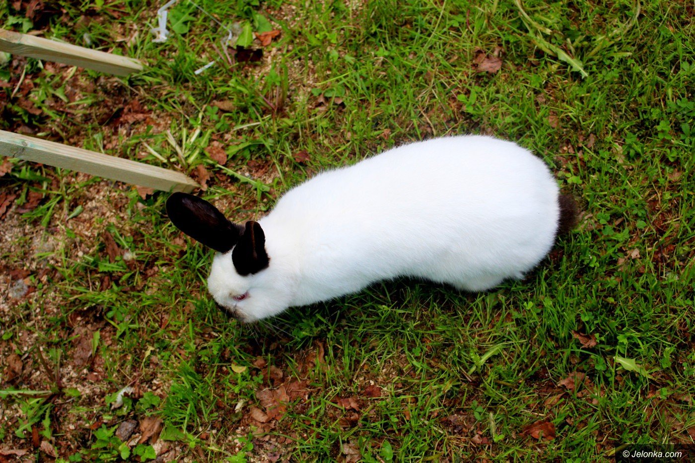 naturalnie-przy-lesnej-foto-75337