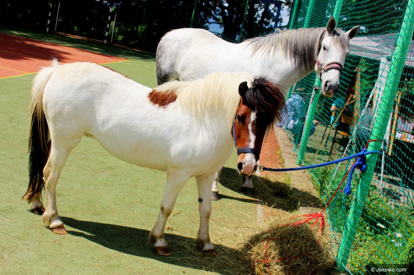 naturalnie-przy-lesnej-foto-75337