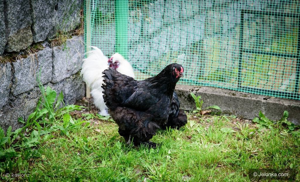naturalnie-przy-lesnej-foto-75337