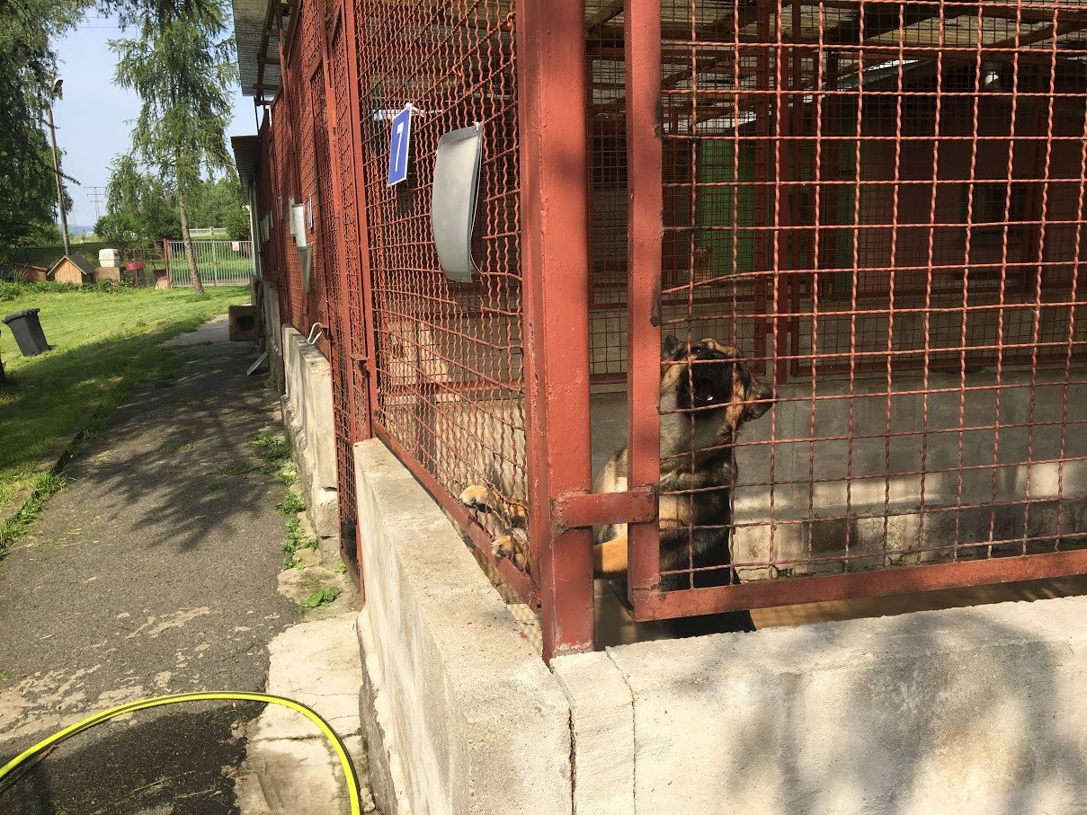 nie-porzucaj-adoptuj-foto-75401
