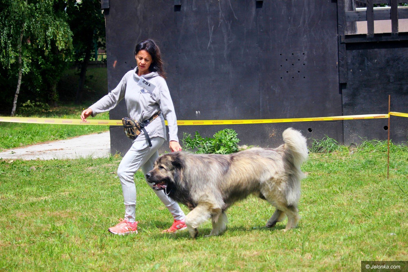 wystawa-psow-jeszcze-dzisiaj-75832