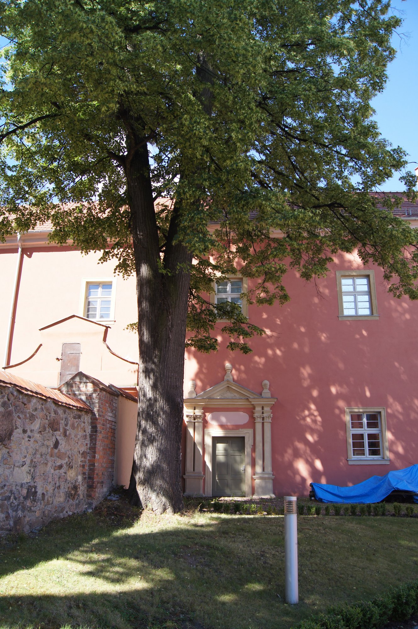 Ponad 100–letnia lipa przy klasztorze