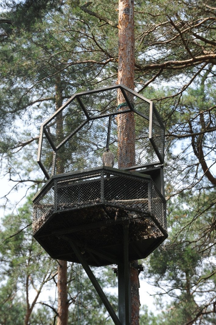 na-ratunek-sokoom-76536
